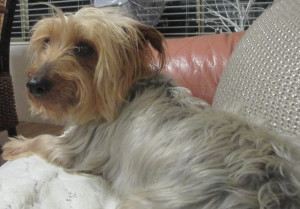 Little Axle on day one sitting up watching telly with me